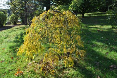 Sophora japonica 'Pendula' - jerlín japonský'Pendula'- podzimní habitus